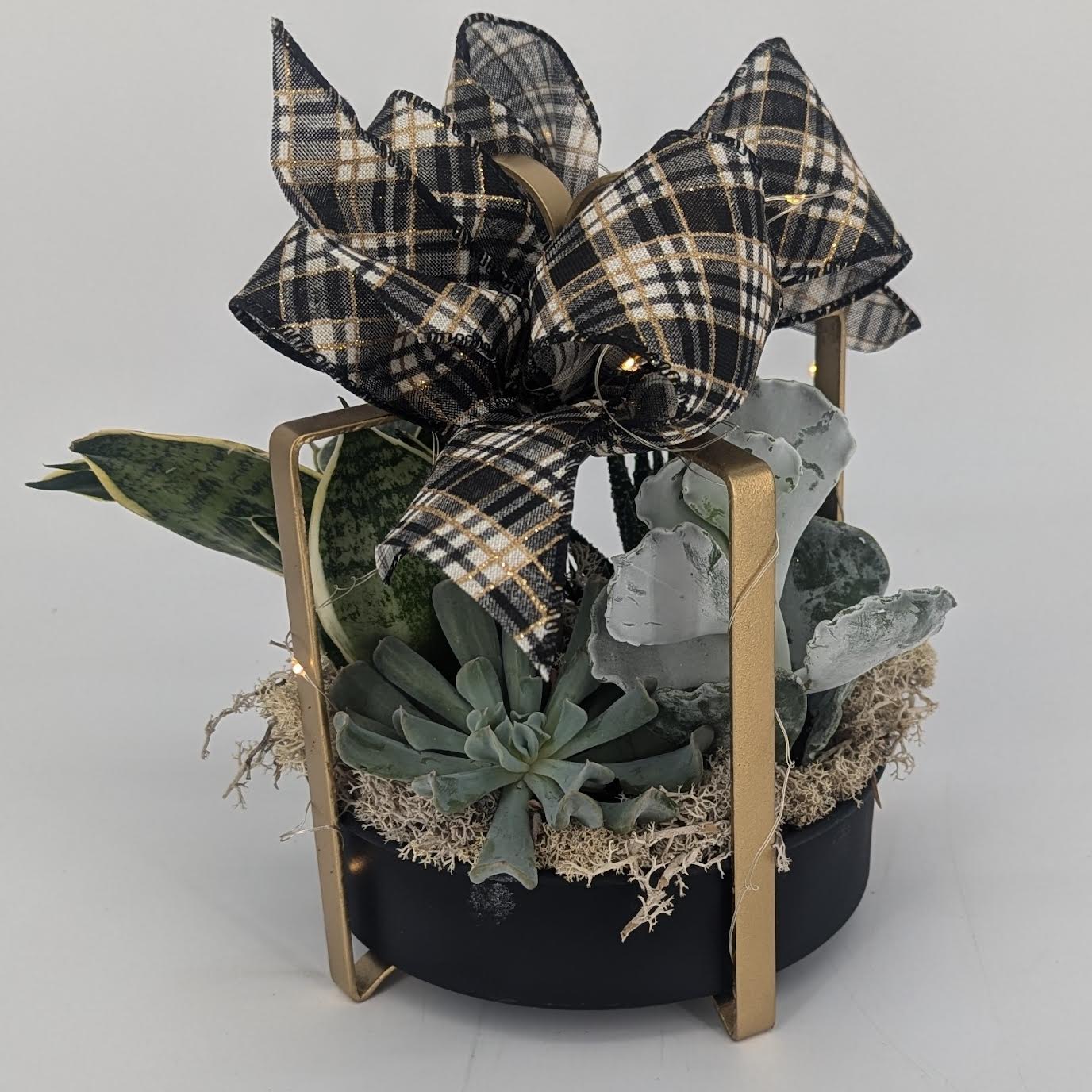 Mimosa's and Succulents - Sunday, December 15th, 2024