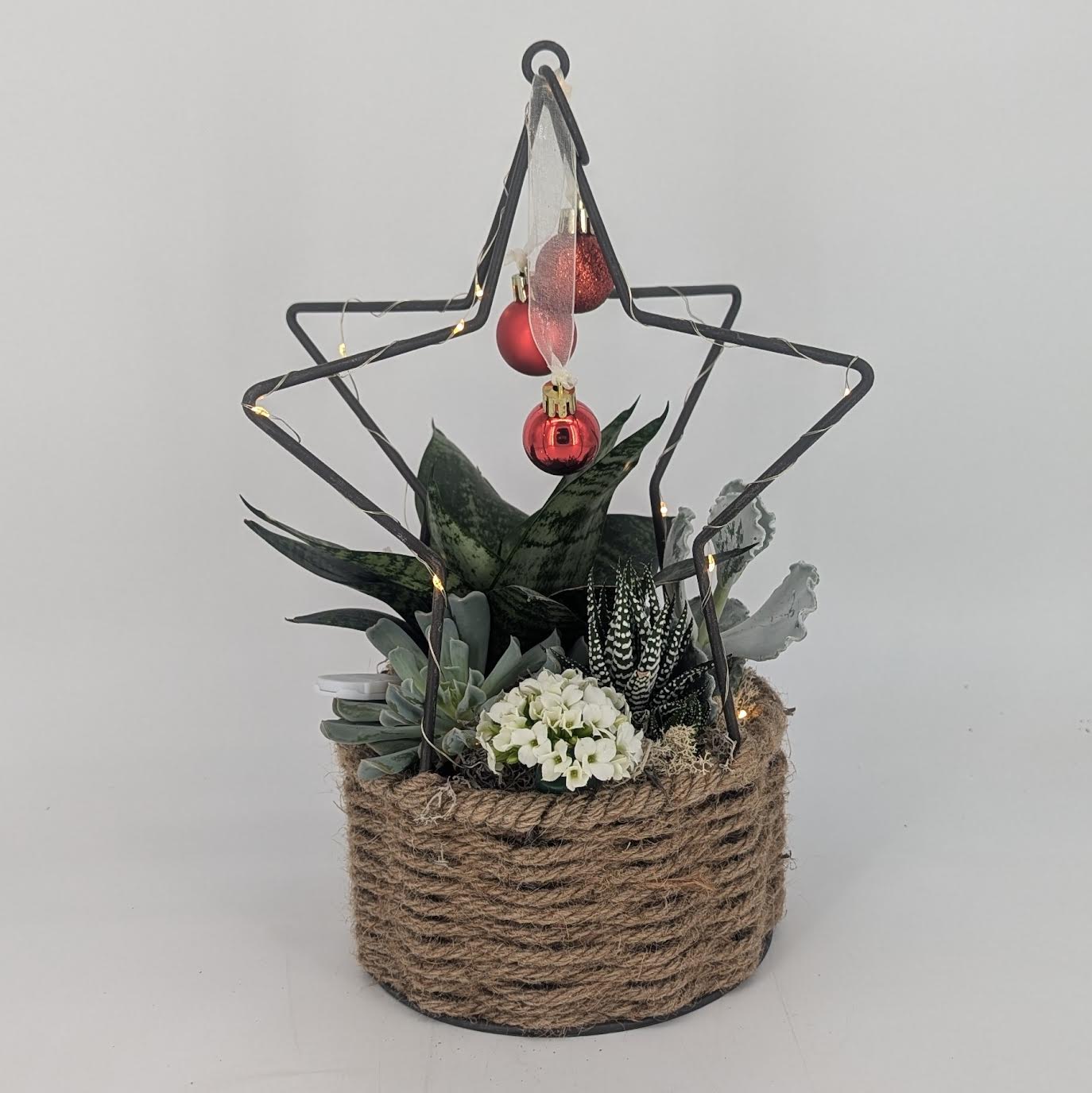 Succulent Stars & Holiday Cheer - (date change) Friday, December 27th, 2024